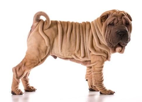 chinese shar pei standing isolated on white background