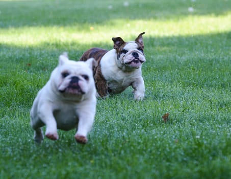 two dogs running in the grass - english bulldogs