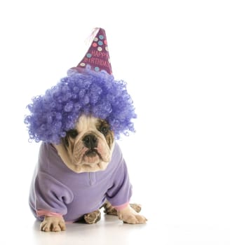 birthday dog - english bulldog wearing birthday hat and wig isolated on white