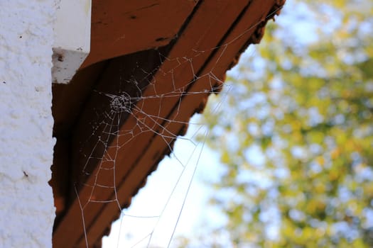 Frozen spider web