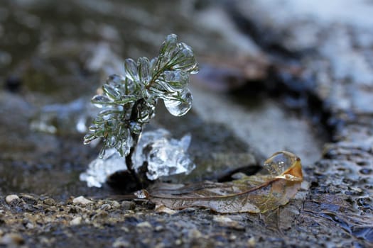 Ice layer on a plant