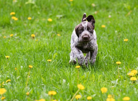 puppy running in the dandelions - german shorthaired pointer puppy