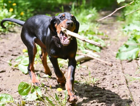 black and tan coonhound catching a corn stalk