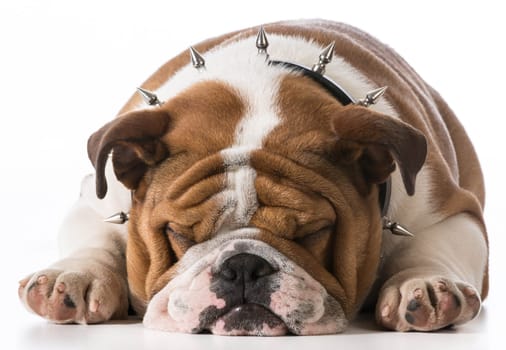 english bulldog puppy wearing spike collar on white background