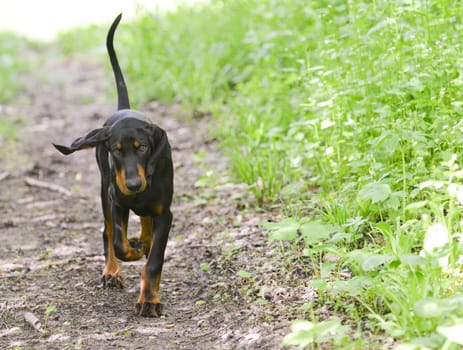 black and tan coonhound walking on a pathway