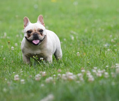 french bulldog outside in the grass