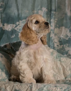 cute american cocker spaniel puppy sitting on green backdrop