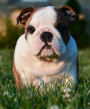 english bulldog puppy sitting in the grass