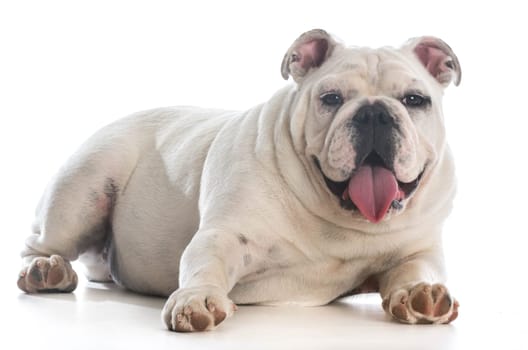 english bulldog puppy laying down panting on white background