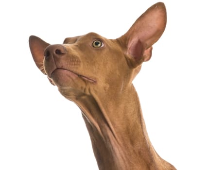 pharaoh hound portrait looking up on white background