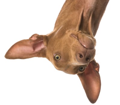 pharaoh hound portrait upside down on white background