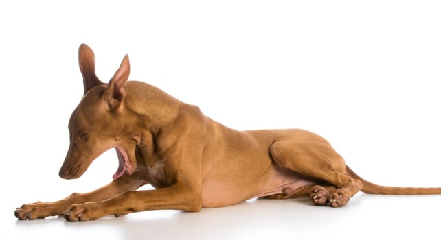 tired dog - pharoah hound yawning on white background