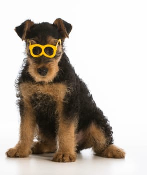 cute airedale terrier puppy wearing glasses sitting on white background