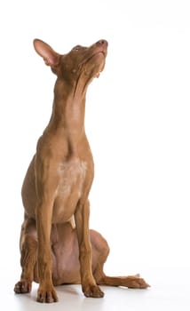 dog looking up - pharaoh hound sitting looking up on white background