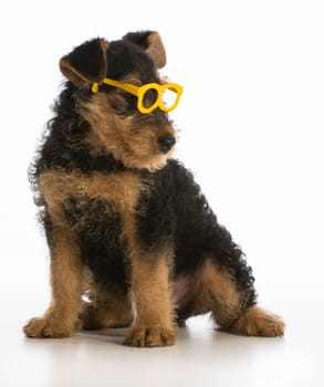 cute airedale terrier puppy wearing glasses sitting on white background