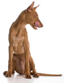 dog licking lips looking to the side on white background - pharaoh hound