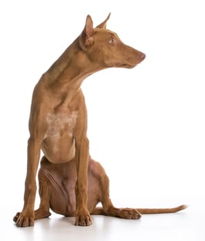 pharaoh hound portrait looking to the side on white background