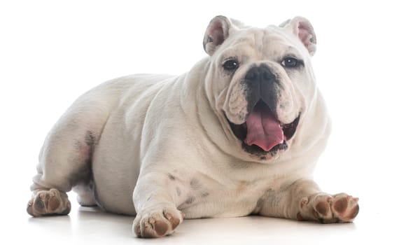english bulldog puppy laying down panting on white background