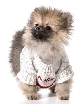 pomeranian wearing valentines day sweater
