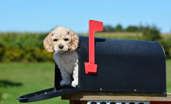 puppy in a mailbox - american cocker spaniel puppy - 8 weeks old