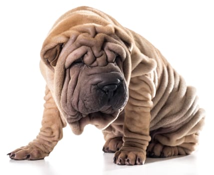 chinese shar pei sitting isolated on white background