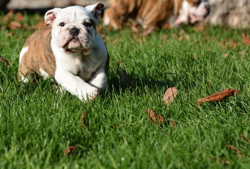 english bulldog puppy playing outside in the grass - 8 weeks old