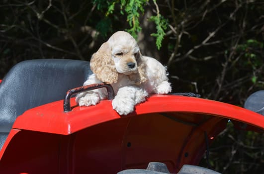 farm dog - cocker spaniel puppy laying on fender of a tractor