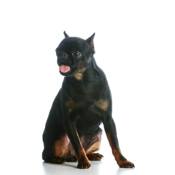 funny dog - brussels griffon with silly expression on white background