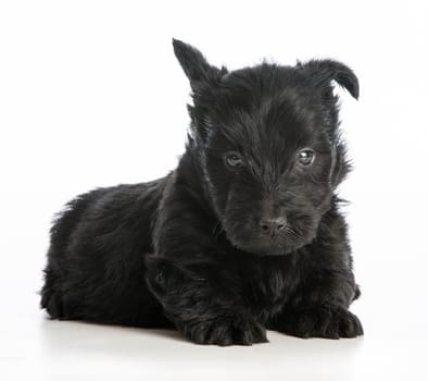 scottish terrier puppy sitting on white background - 6 weeks old