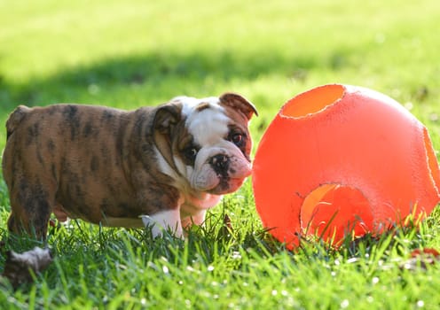 puppy playing with a ball outside in the grass - 9 week old english bulldog