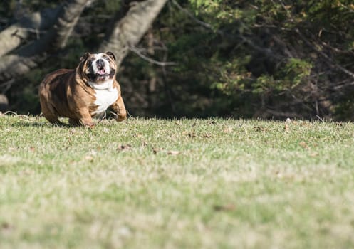 english bulldog running - six year old female