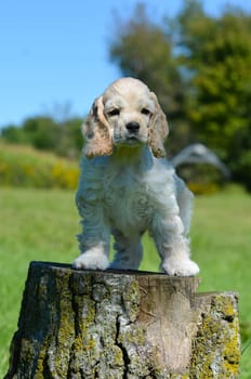 cocker spaniel puppy standing on a tree stump