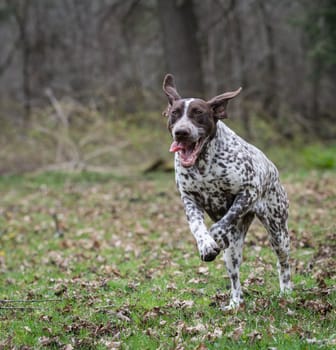 german shorthaired pointer running in the woods