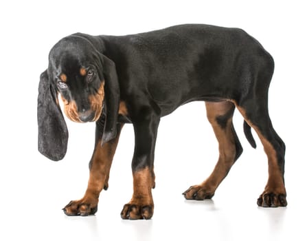black and tan coonhound standing on white background