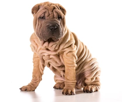 chinese shar pei sitting isolated on white background