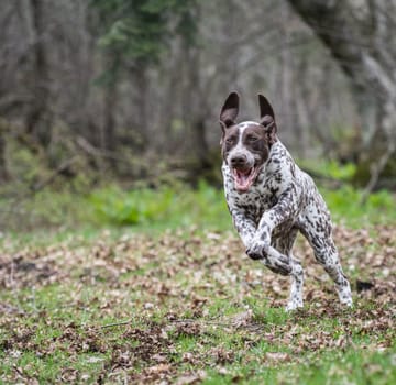 german shorthaired pointer running in the woods