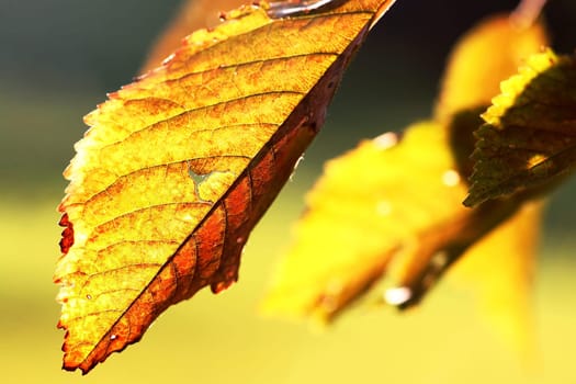 Golden October