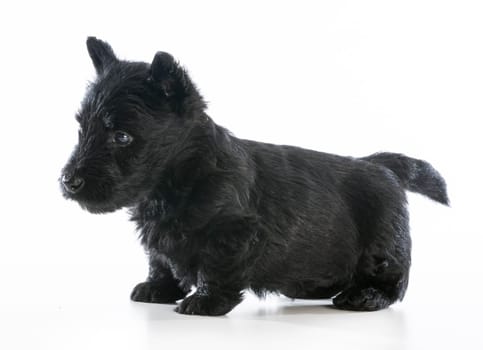 scottish terrier puppy standing on white background - 6 weeks old