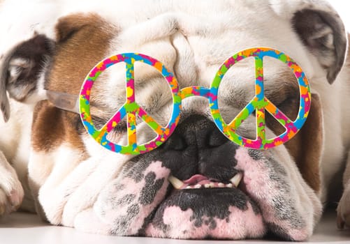 dog wearing peace glasses on white background - english bulldog