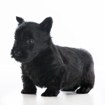 scottish terrier puppy standing on white background - 6 weeks old