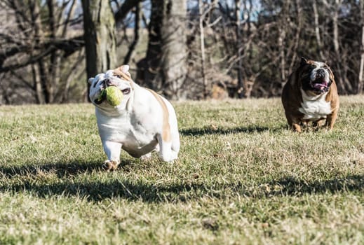 two english bulldogs playing catch with a tennis ball