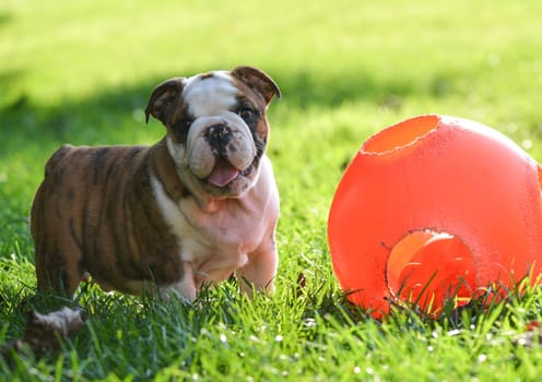 puppy playing with a ball outside in the grass - 9 week old english bulldog