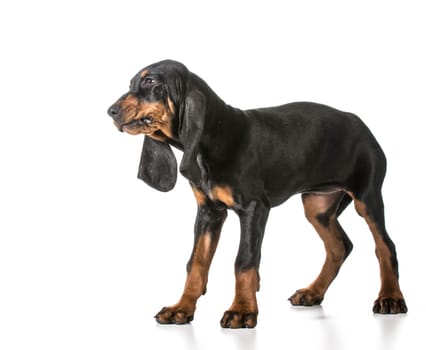 black and tan coonhound standing on white background
