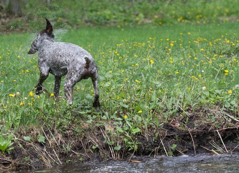 german shorthaired pointer shaking water off after swim in the river