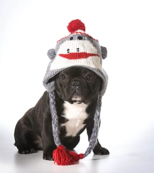 french bulldog wearing winter hat