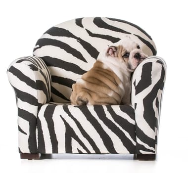 english bulldog puppy sitting on a chair on white background