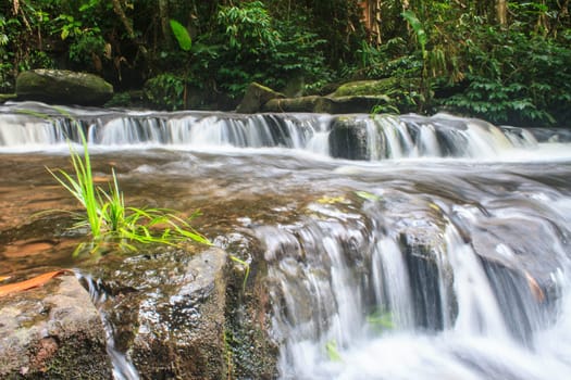 rainforest waterfall and rocks covered with moss