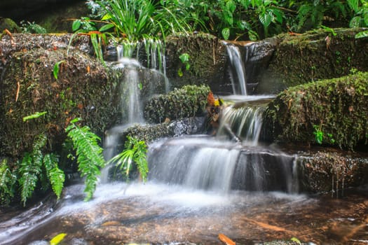 rainforest waterfall and rocks covered with moss