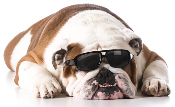 dog wearing sunglasses on white background - english bulldog