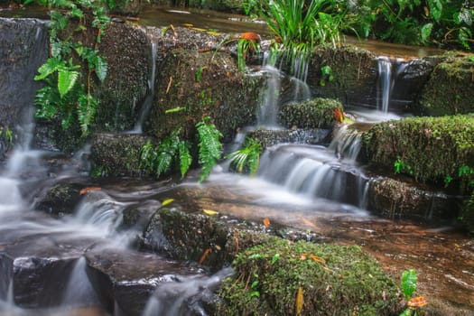 rainforest waterfall and rocks covered with moss